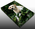 Pet Canvas prints